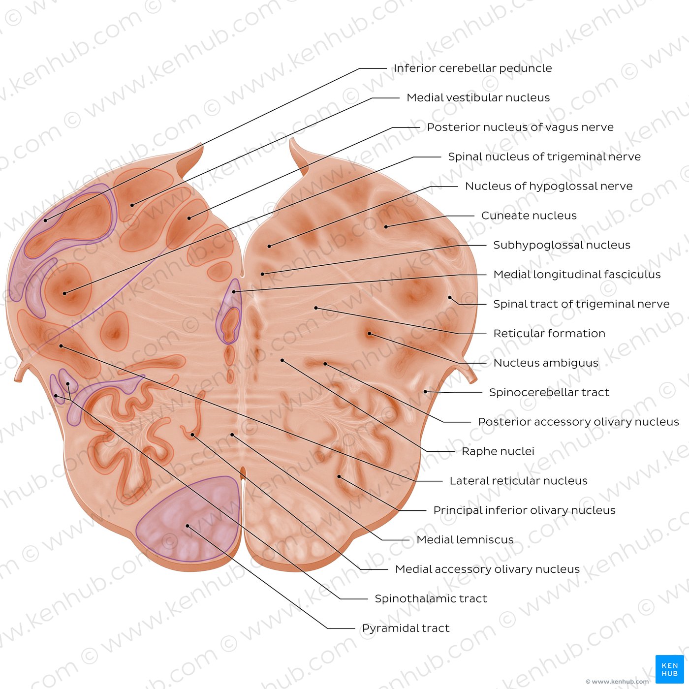 Medulla oblongata: Vagus nerve level