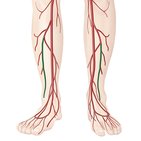 Arteria fibularis