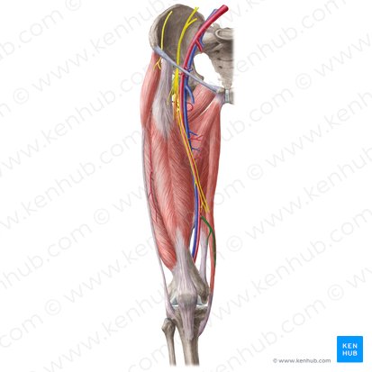 Arteria descendente de la rodilla (Arteria descendens genus); Imagen: Liene Znotina