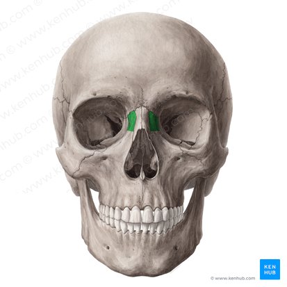 Processus frontalis maxillae (Stirnfortsatz des Oberkieferknochens); Bild: Yousun Koh