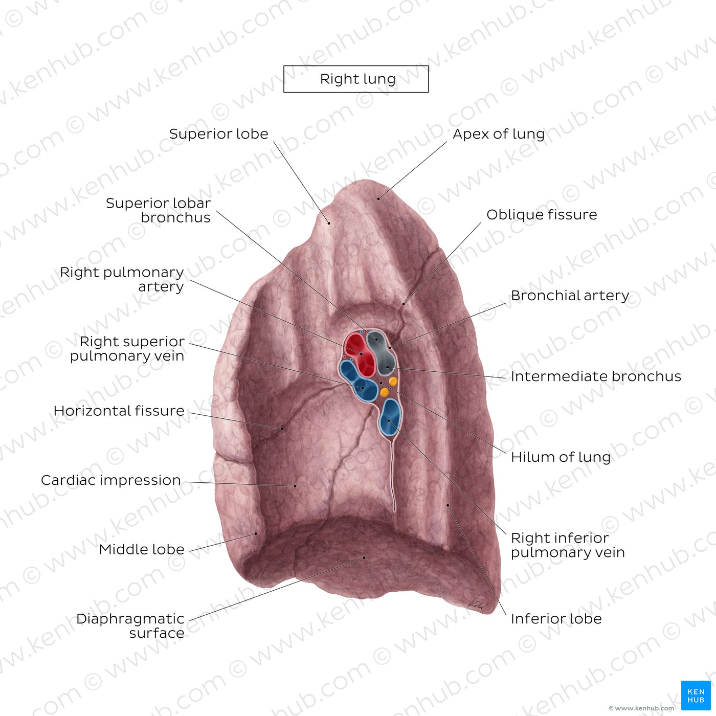 Overview of the medial surface of the right lung