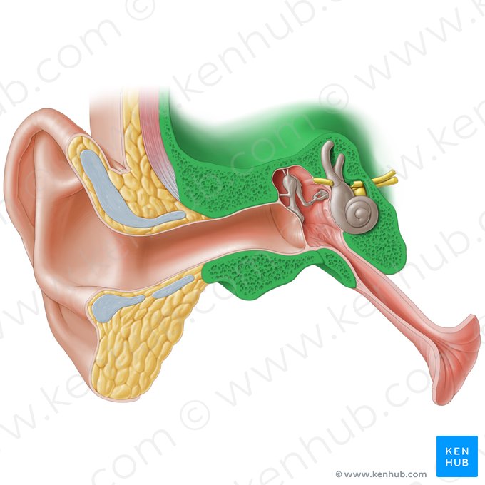 Temporal bone (Os temporale); Image: Paul Kim