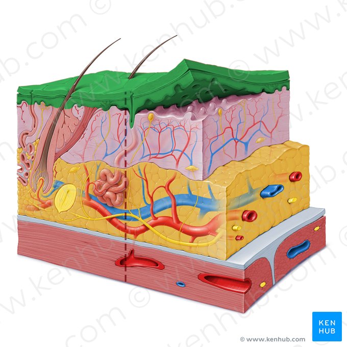 Epidermis; Image: Paul Kim