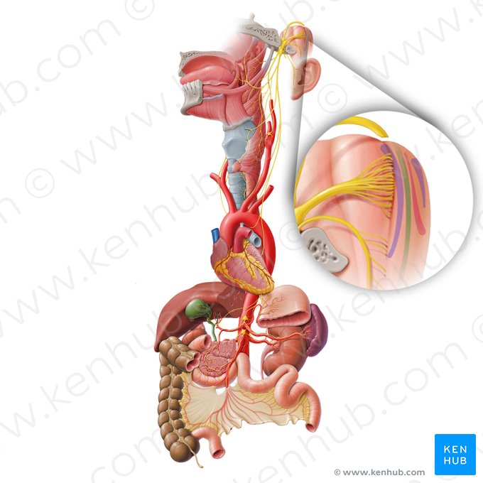 Nucleus spinalis nervi trigemini (Spinalkern des Drillingsnervs); Bild: Paul Kim