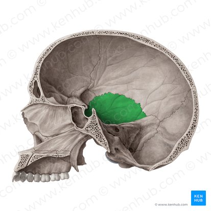 Pars squamosa ossis temporalis (Schuppenteil des Schläfenbeins); Bild: Yousun Koh