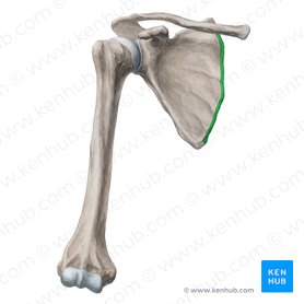 Scapula: Anatomy and clinical notes | Kenhub