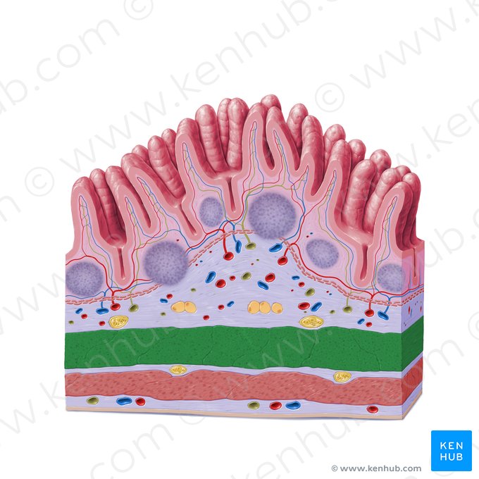 Inner circular layer of muscular coat (Stratum circulare internum tunicae muscularis); Image: Paul Kim