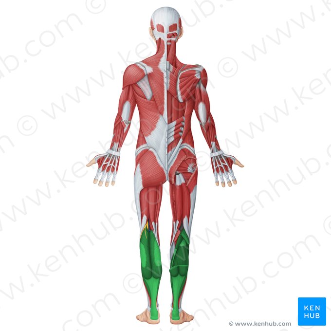 Compartimento posterior de la pierna (Musculi posteriores cruris); Imagen: Irina Münstermann