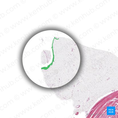 Mesothelium (Mesothel); Bild: 