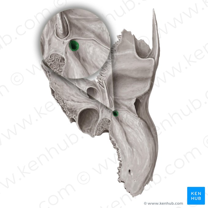 Foramen stylomastoideum (Griffel-Warzenfortsatzloch); Bild: Samantha Zimmerman