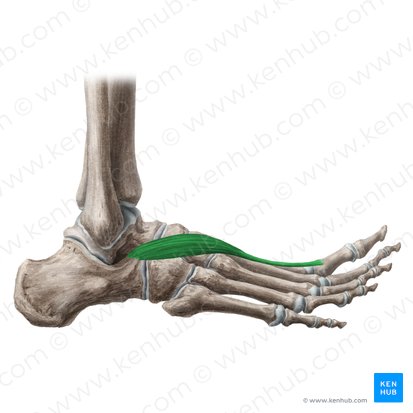 Músculo extensor curto do hálux (Musculus extensor hallucis brevis); Imagem: Liene Znotina