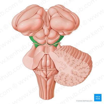 Cerebral peduncle (Pedunculus cerebri); Image: Paul Kim