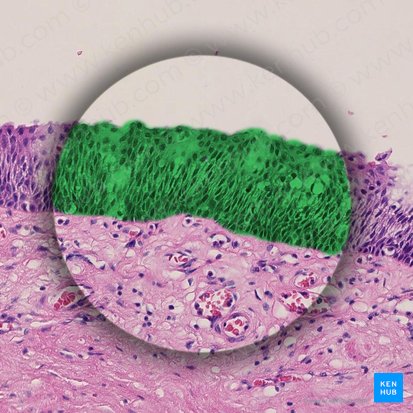 Epithelium stratificatum squamosum (Mehrschichtiges Plattenepithel); Bild: 