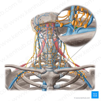 Tronco jugular (Truncus lymphatic jugularis); Imagem: Yousun Koh