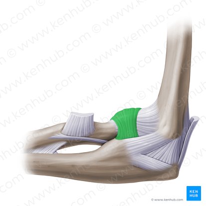 Ligamento anular del radio (Ligamentum anulare radii); Imagen: Paul Kim