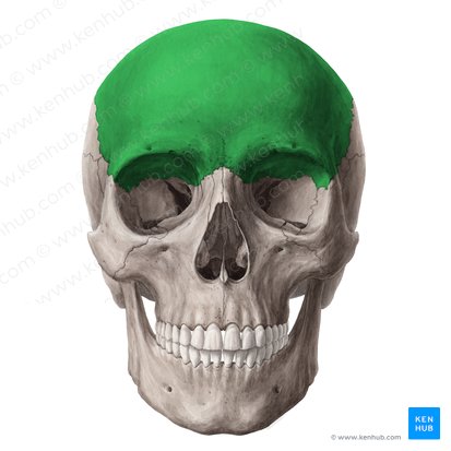 Frontal bone (Os frontale); Image: Yousun Koh