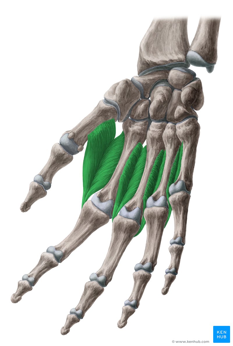 Dorsal interossei muscles of hand (Musculi interossei dorsales manus)