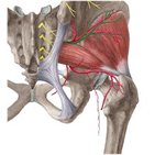 Superior gluteal nerve