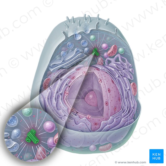 Centrosoma (Zentrosom); Bild: Paul Kim