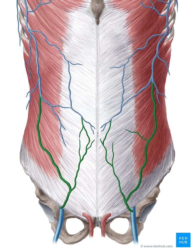 Superficial epigastric vein - ventral view