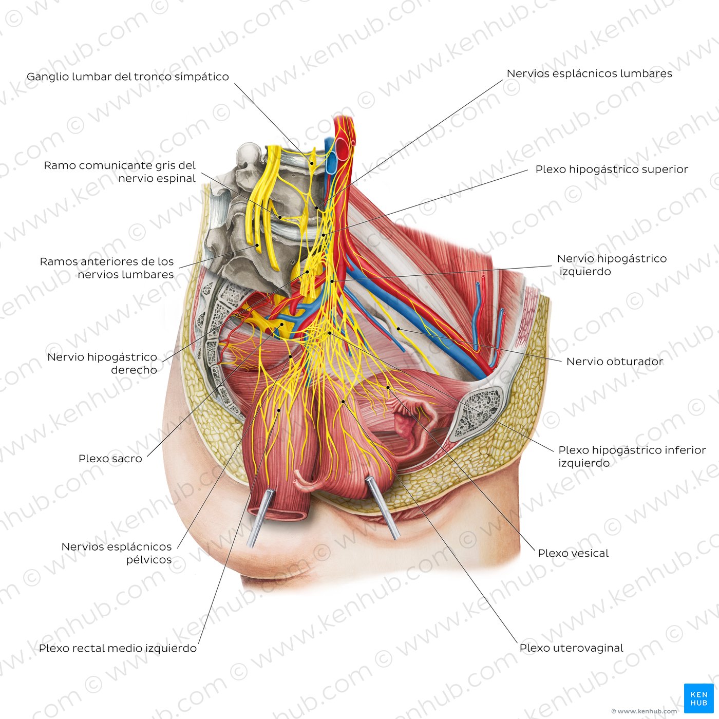 Nervios de la pelvis femenina