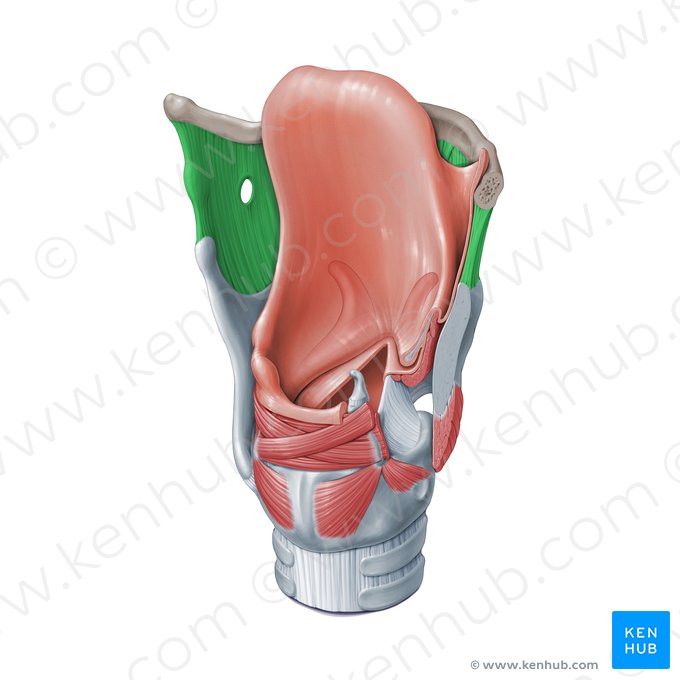 Membrana tirohioidea (Membrana thyrohyoidea); Imagen: Paul Kim