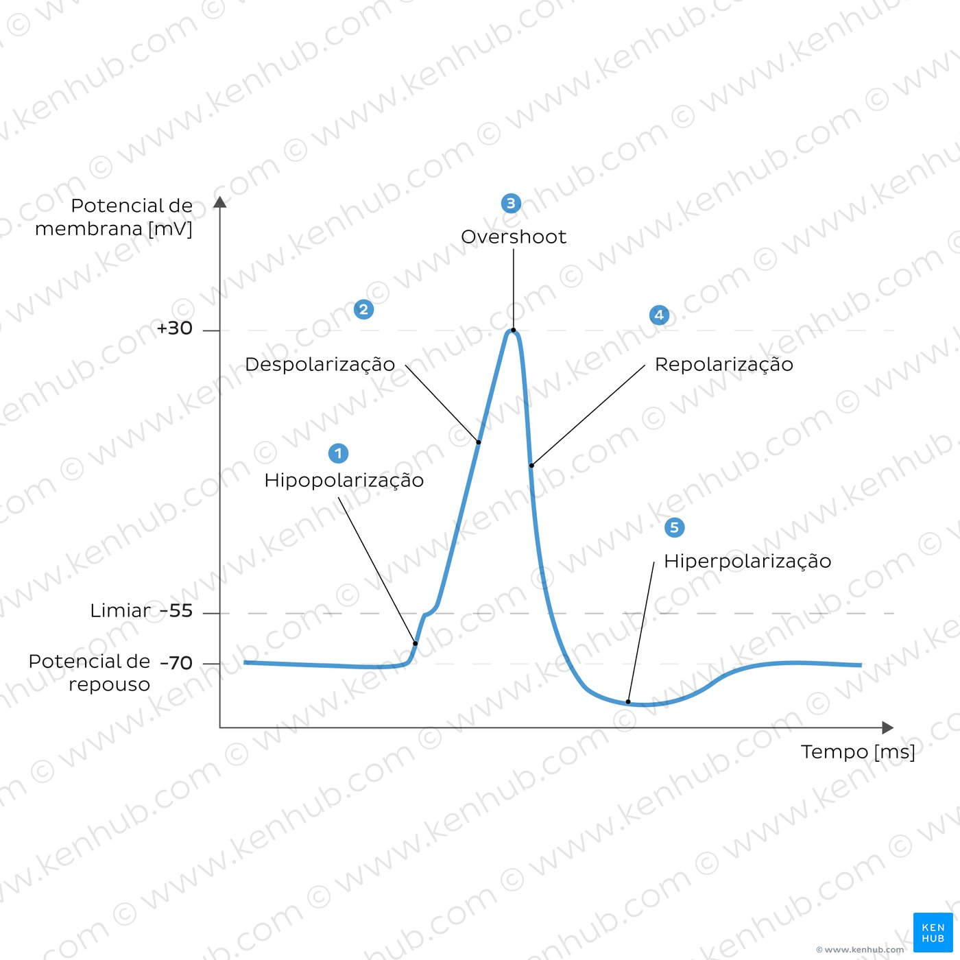 A curve showing generation of an action potential.