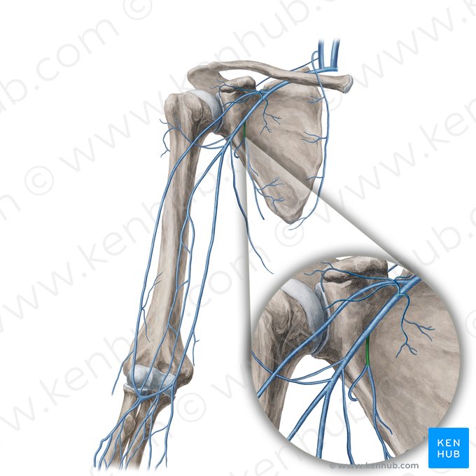 Veia subescapular (Vena subscapularis); Imagem: Yousun Koh