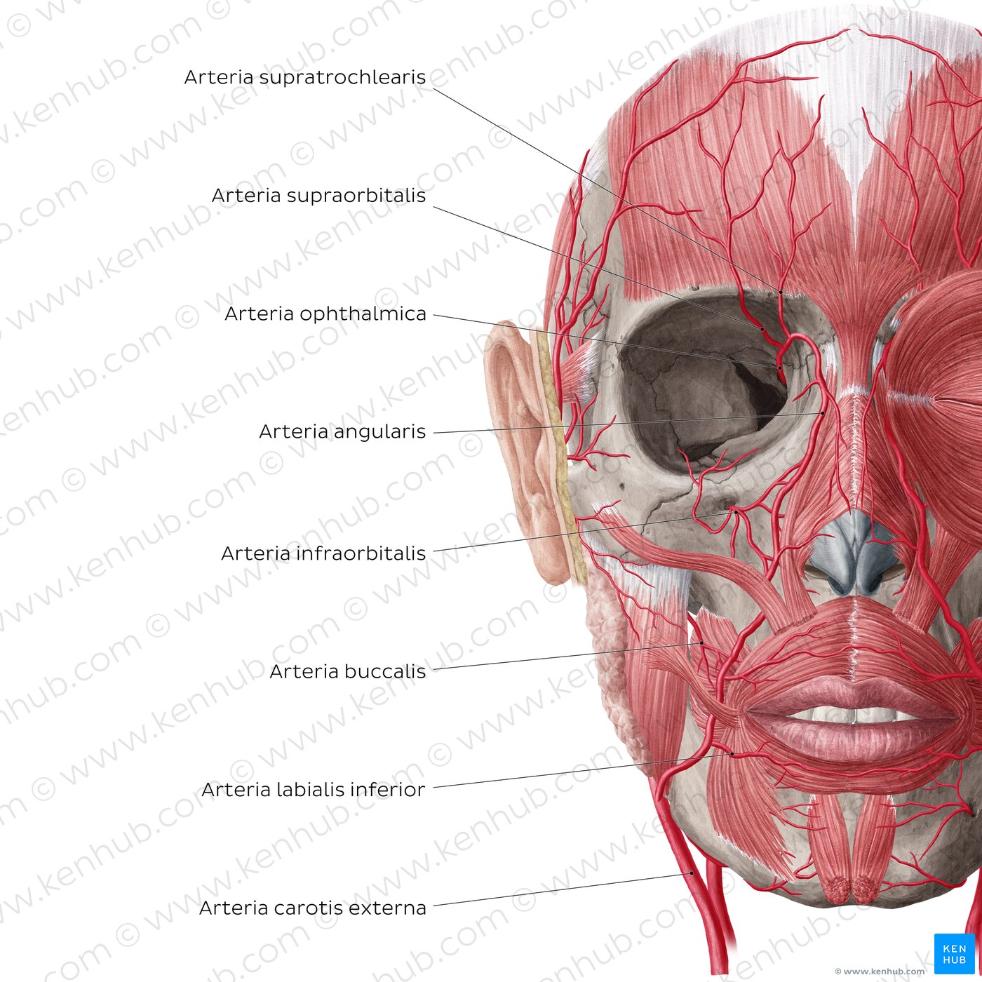 Arteries of face and scalp (Anterior view: deep)