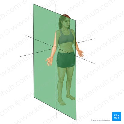 Sagittal plane (Planum sagittale); Image: Irina Münstermann