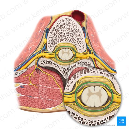 Dura mater spinalis (Harte Rückenmarkshaut); Bild: Rebecca Betts