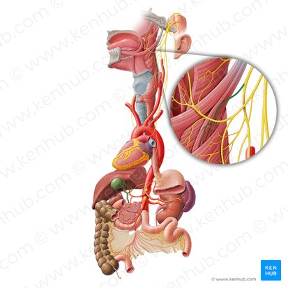 Stylopharyngeal branch of glossopharyngeal nerve (Ramus stylopharyngeus nervi glossopharyngei); Image: Paul Kim