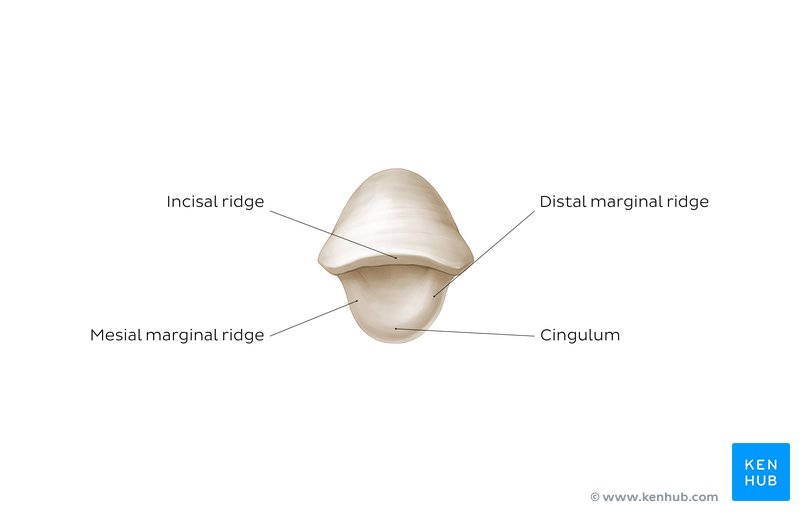  Incisal view of a mandibular central incisor: diagram