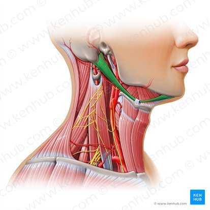 Músculo digástrico (Musculus digastricus); Imagem: Paul Kim