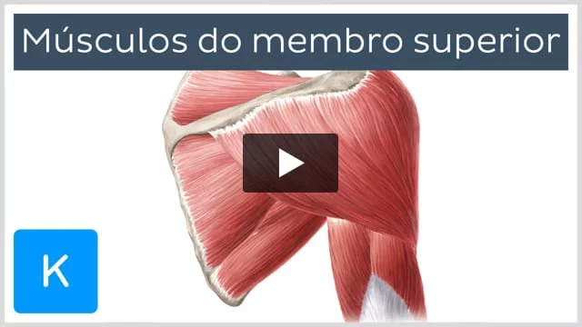 Anatomia aplicada da coxa- Músculos Quiz