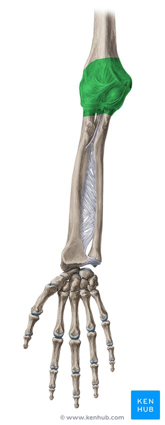 ejemplo de extension en anatomia