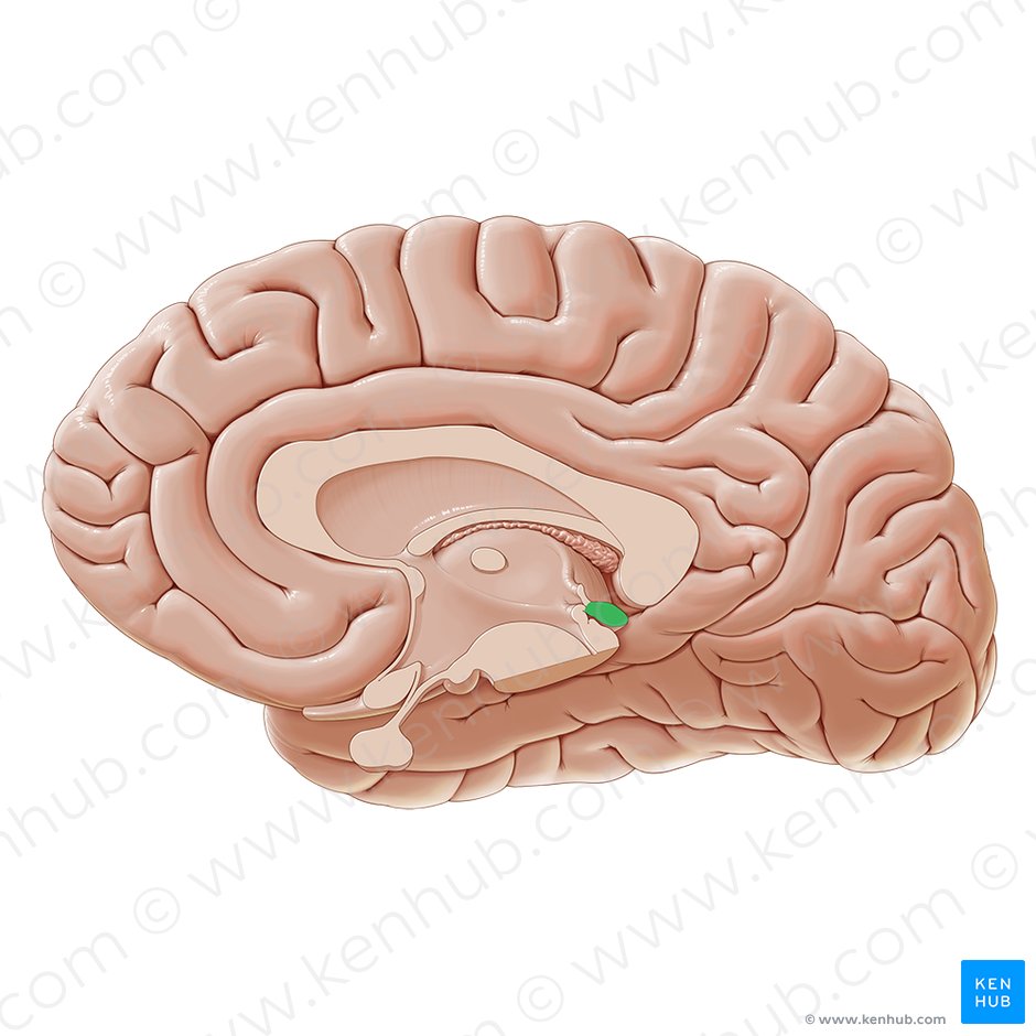 Midsagittal section of the brain: Anatomy | Kenhub