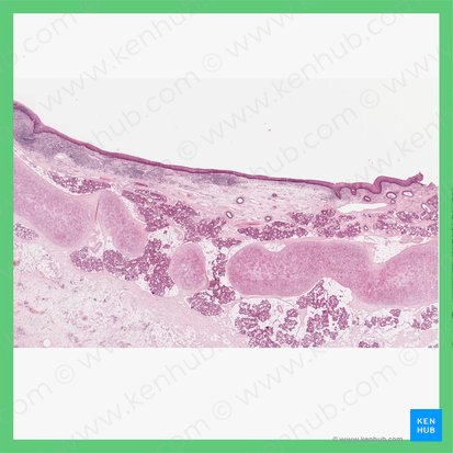 Epiglotis (Epiglottis); Imagen: 