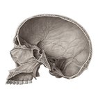 Midsagittal skull