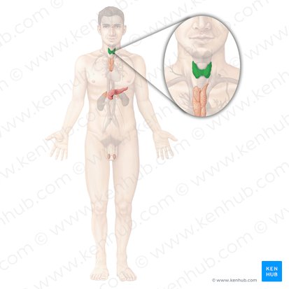 Glândula tireoide (Glandula thyroidea); Imagem: Begoña Rodriguez