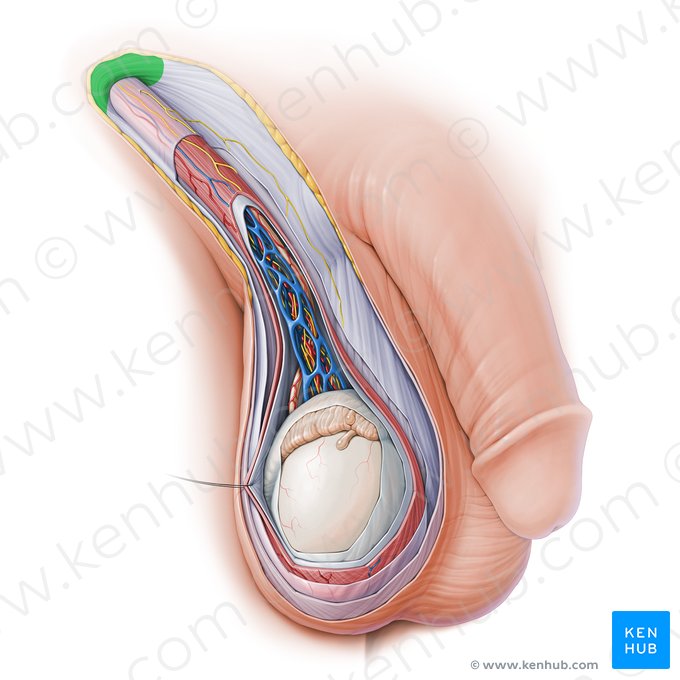 Superficial inguinal ring (Anulus inguinalis superficialis); Image: Paul Kim