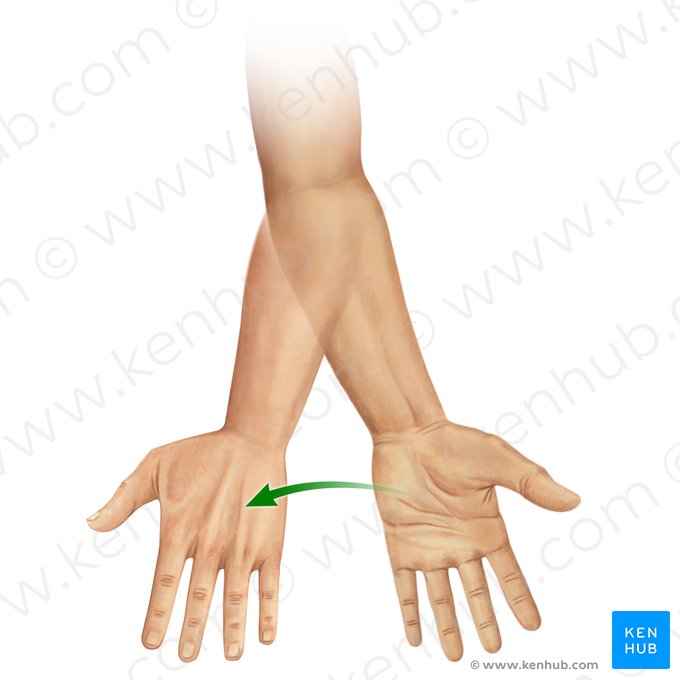 Pronation of forearm (Pronatio antebrachii); Image: Paul Kim