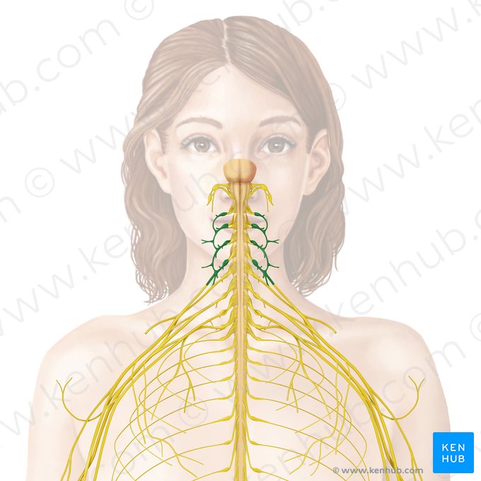 Plexo cervical (Plexus cervicalis); Imagem: Begoña Rodriguez