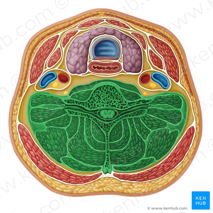 Vertebral compartment (Compartmentium vertebrale); Image: Irina Münstermann