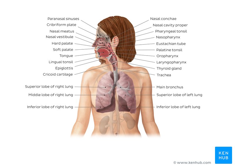 Respiratory system anatomy diagram