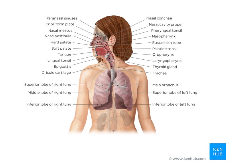 Anatomy of breathing: Process and muscles of respiration | Kenhub