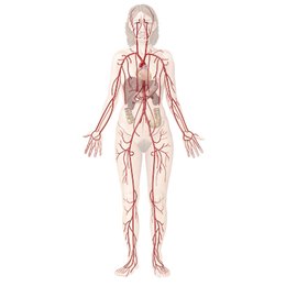 Cardiovascular system
