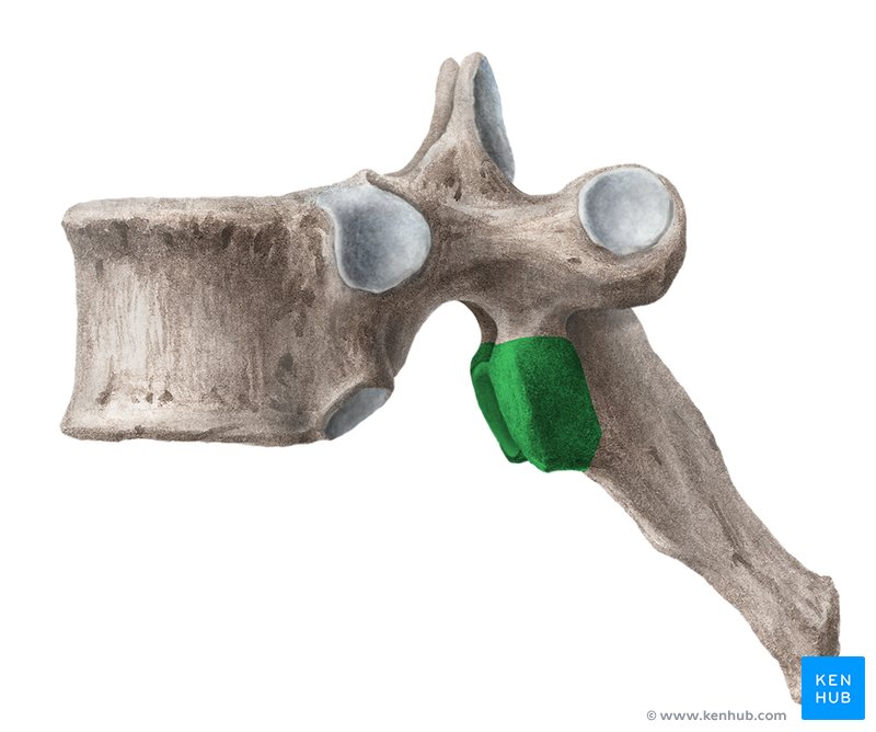 Eighth Thoracic Vertebra