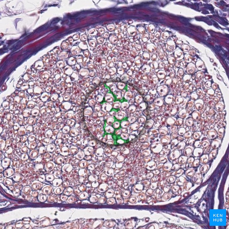 Endoneurium - histological slide