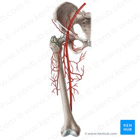 Ascending branch of lateral circumflex femoral artery (Ramus ascendens arteriae circumflexae lateralis femoris); Image: Rebecca Betts